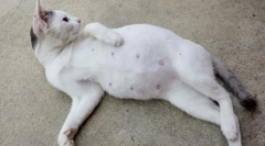 6 Známky, pre ktoré môže pozorný majiteľ určiť tehotenstvo mačky